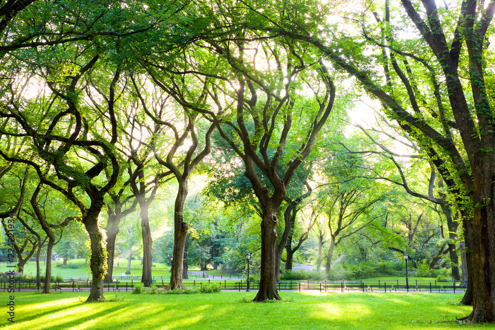 阳光穿过纽约中央公园的美国榆树