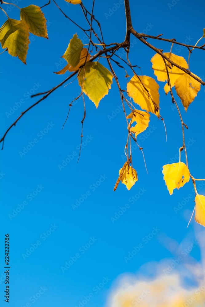 树枝上的秋叶，天空湛蓝