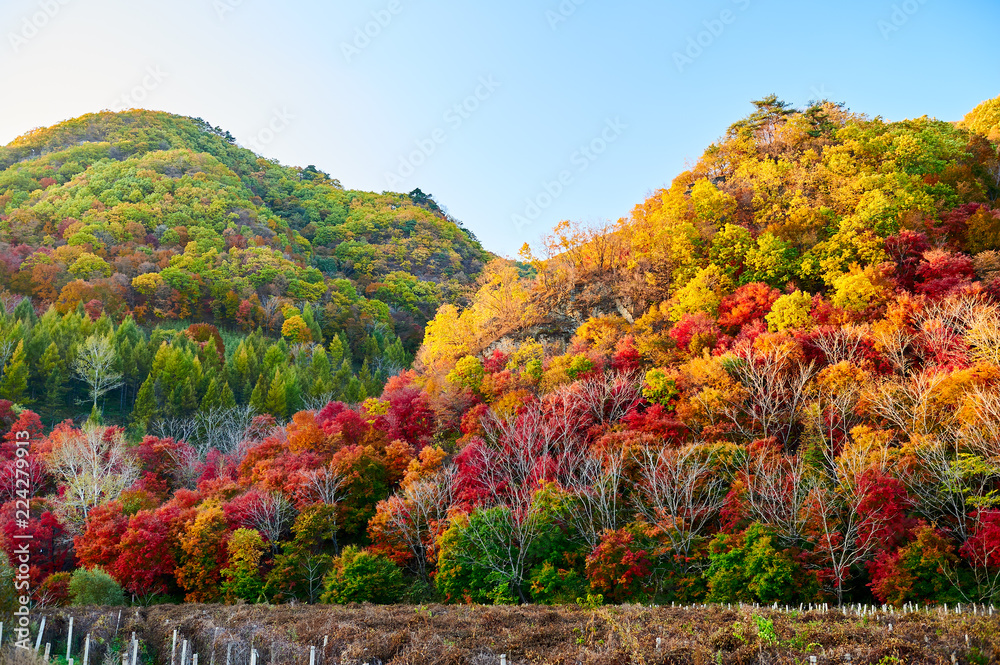 中国本溪的树木被装扮成美丽的颜色。