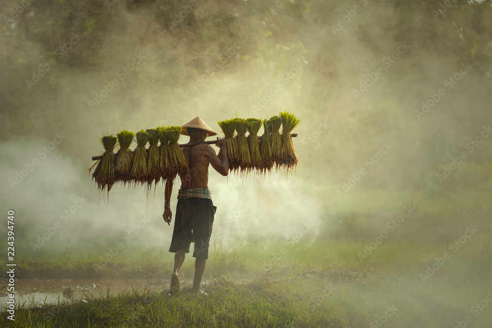 农民在春天的绿色背景下种植水稻。水稻的生态理念