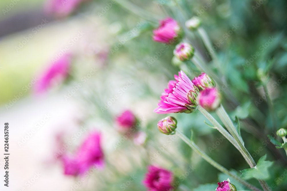 紫色菊花/朦胧梦幻的花朵背景