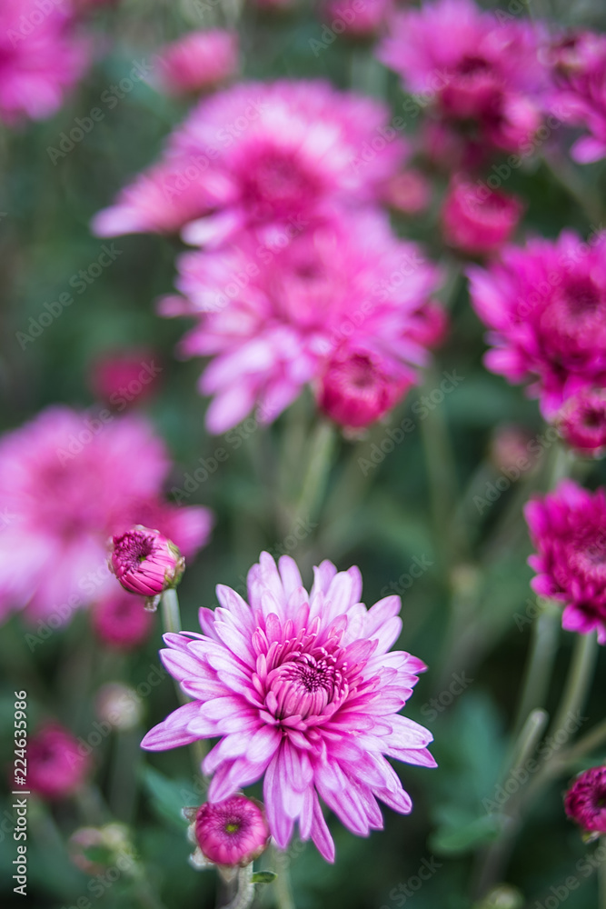 紫色菊花/朦胧梦幻的花朵背景
