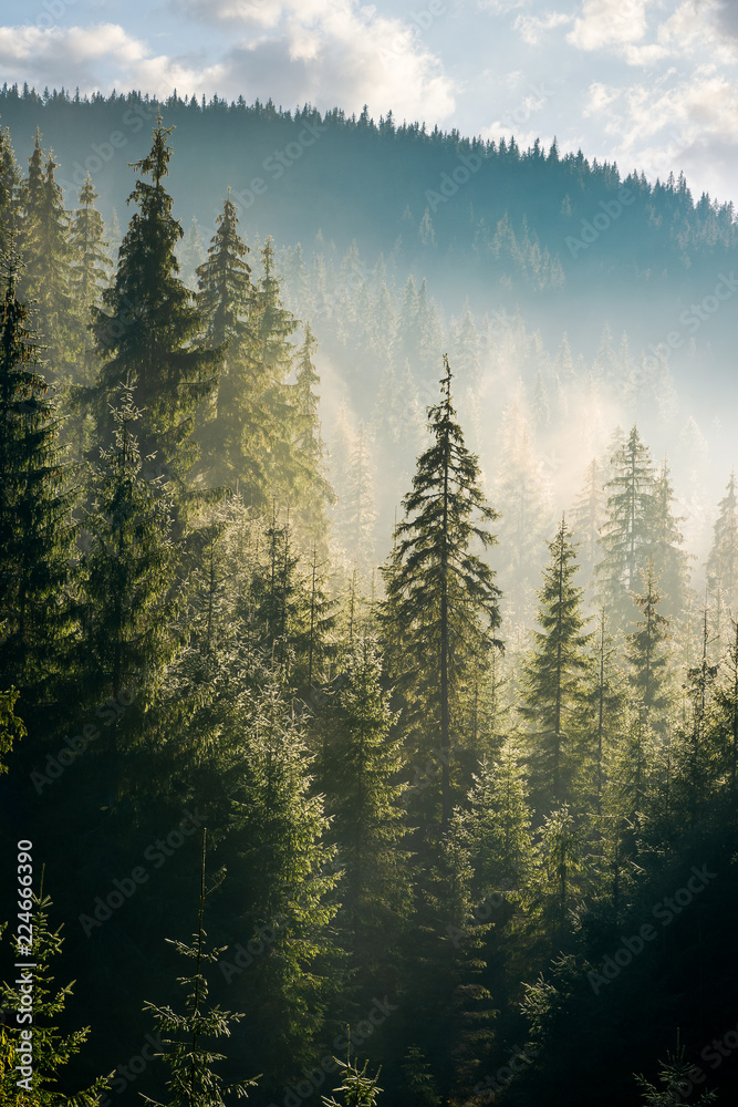 晨雾中的山上云杉林。美丽的灯光下美丽的自然风光