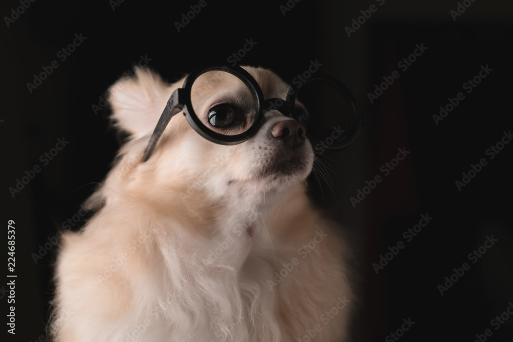 可爱的棕色长毛吉娃娃狗戴眼镜聪明而天才的想法概念