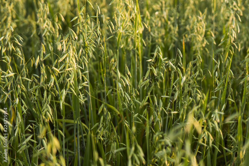 阳光明媚的日子里，田间生长着一株绿色燕麦穗。农业。自然产品