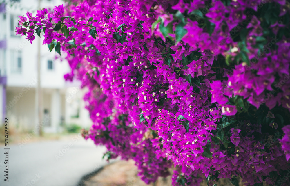 紫色盛开的三角梅树花。夏季典型的地中海户外街道外观