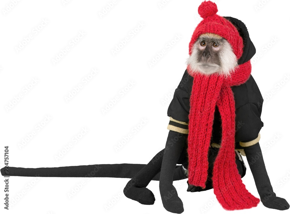 Monkey Wearing Winter Clothes - Isolated