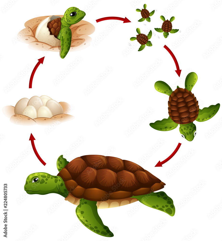 乌龟的生命周期