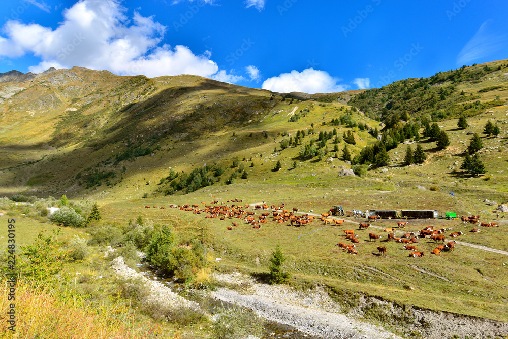 高山山谷中的棕色奶牛