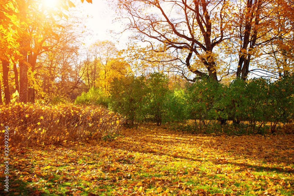 公园里的草地上长着五颜六色的叶子。秋天阳光明媚的枫叶。阳光照进来