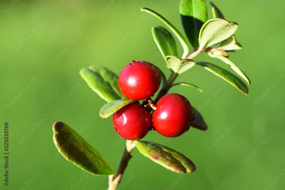 Mountain cranberry Vaccinium vitis-idaea red berries on green background