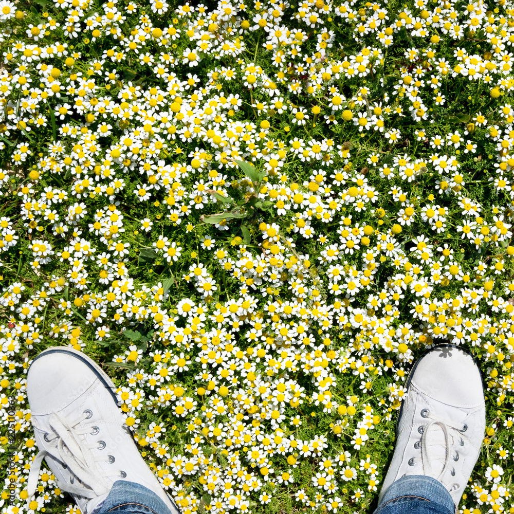 洋甘菊草地上白色运动鞋的俯视图，绿色和白色及黄色背景