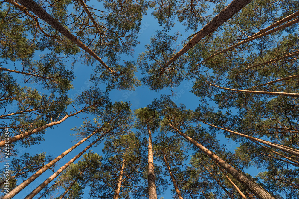 Wide angle shot of some pine trees towering up