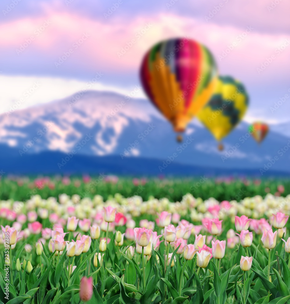Tulips in spring field with air balloon