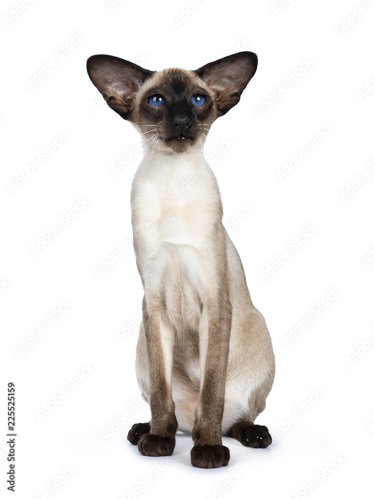 出色的密封点暹罗小猫坐在前视，用深蓝色的眼睛看着镜头，是