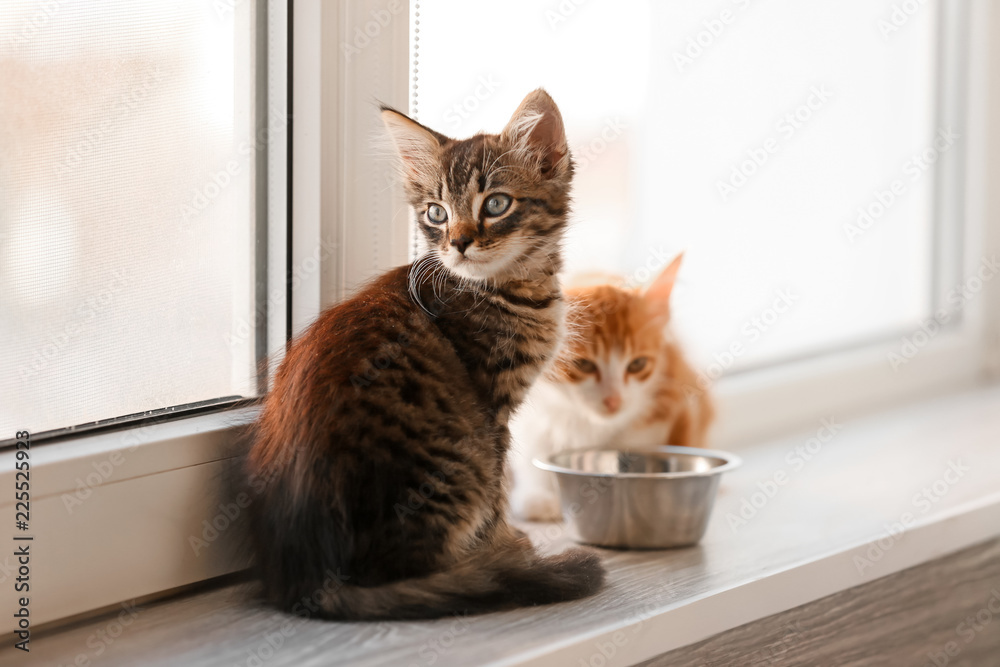 窗台上可爱的小猫