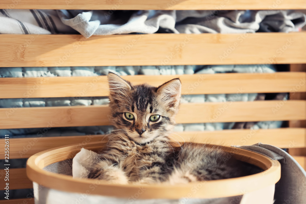 篮子里有脏亚麻布的可爱小猫