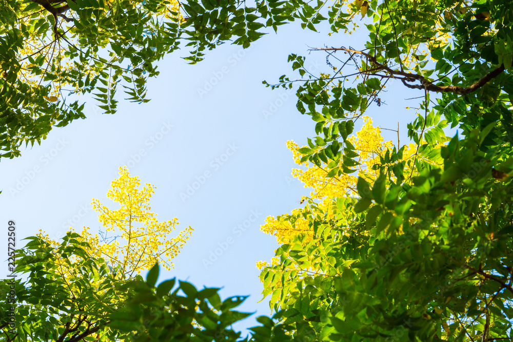 树枝和蓝天的俯视图