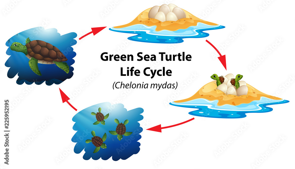 绿海龟生命周期