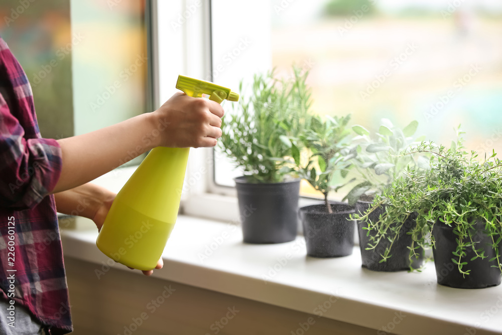 Woman spraying fresh homegrown herbs on windowsill