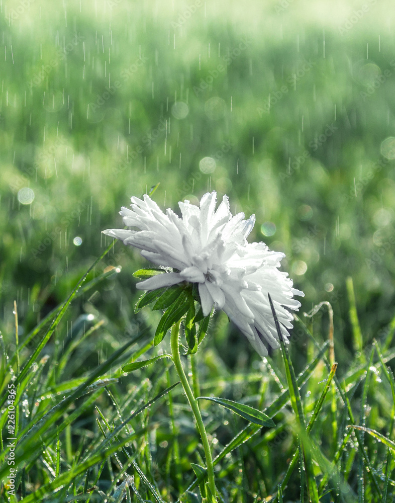 在绿草上白花菊花在露水雨露宏观