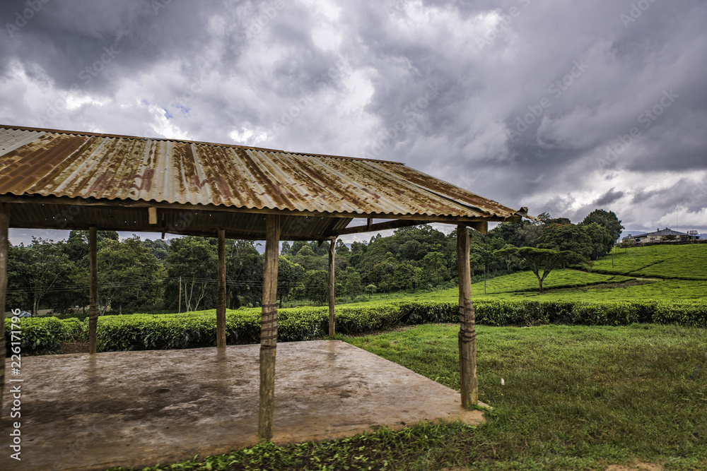 肯尼亚南迪山一个茶叶庄园的当地收集中心。叶棚设施是一个完整的