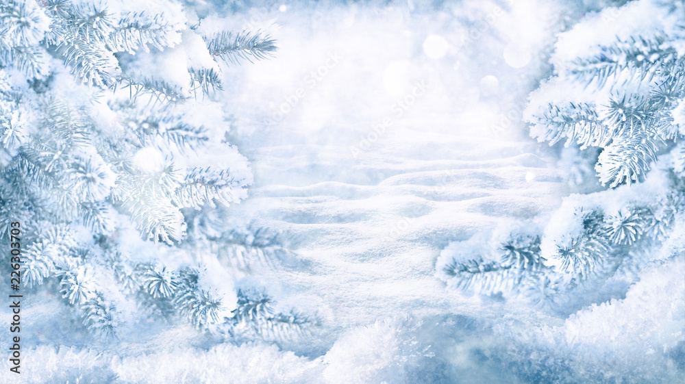 森林里霜冻晴朗的冬日圣诞风景。白雪覆盖着冷杉树