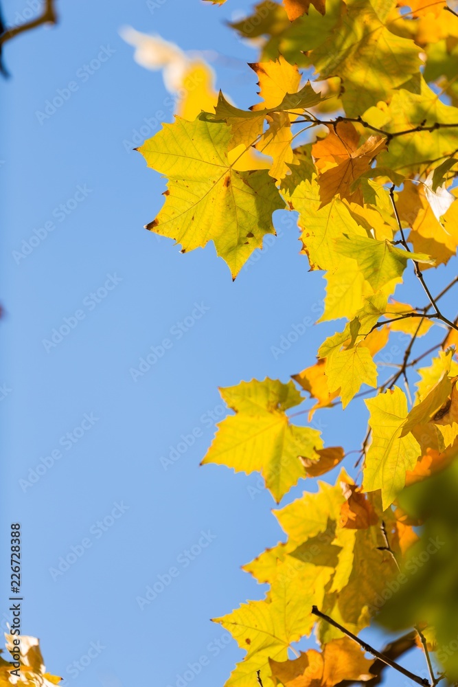 秋天的梧桐树叶在树枝上，蓝天在上面