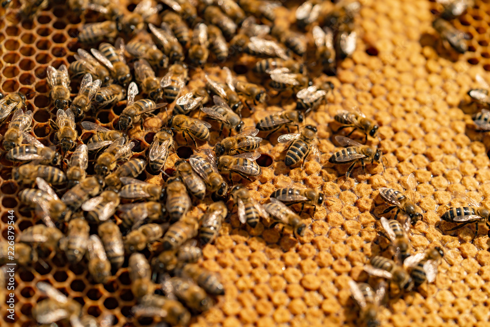 蜜蜂在蜂蜜细胞上工作的特写。蜜蜂在蜂窝上工作。蜂蜜。