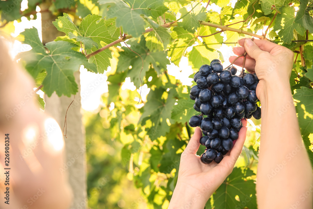 在葡萄园里采摘新鲜成熟多汁葡萄的女人