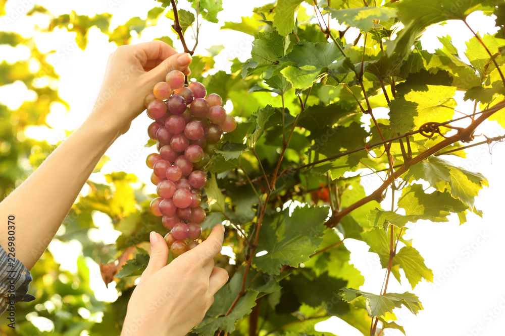 妇女在葡萄园采摘新鲜成熟多汁的葡萄
