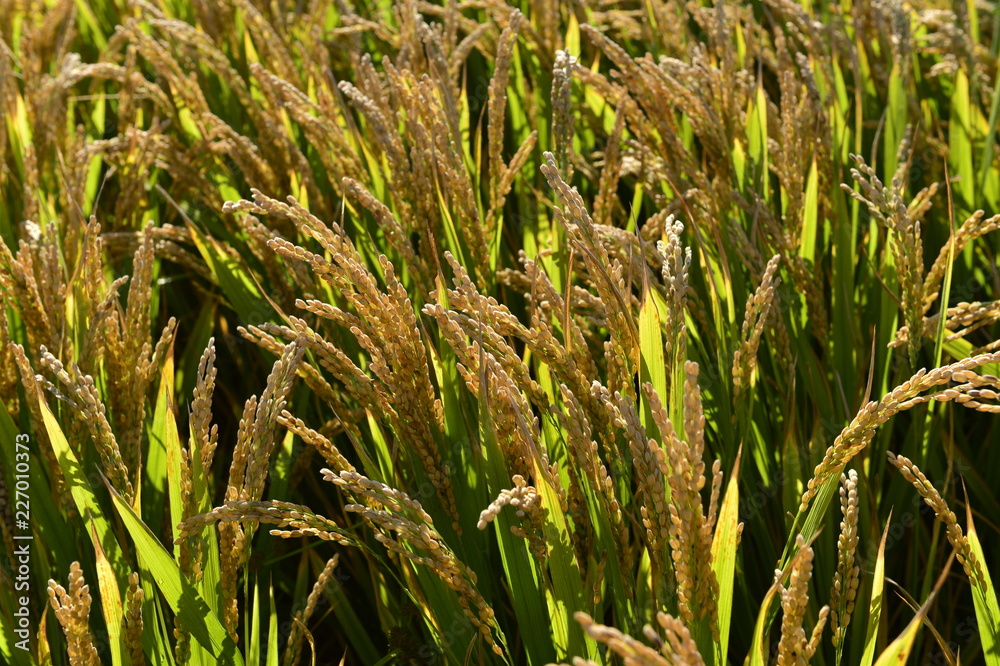 田间成熟水稻