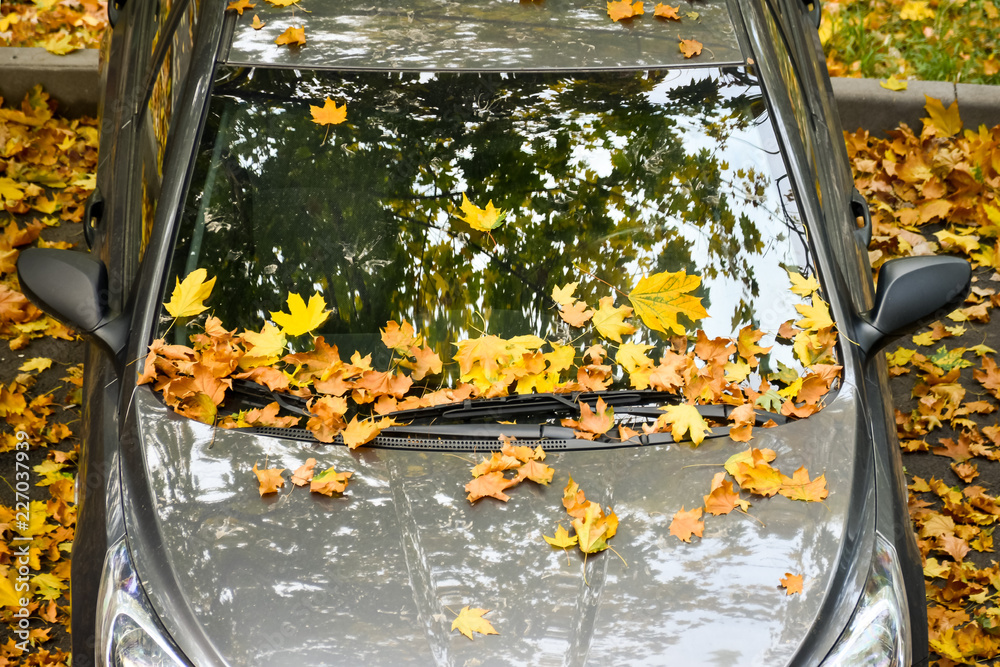 汽车挡风玻璃上明亮美丽的秋叶