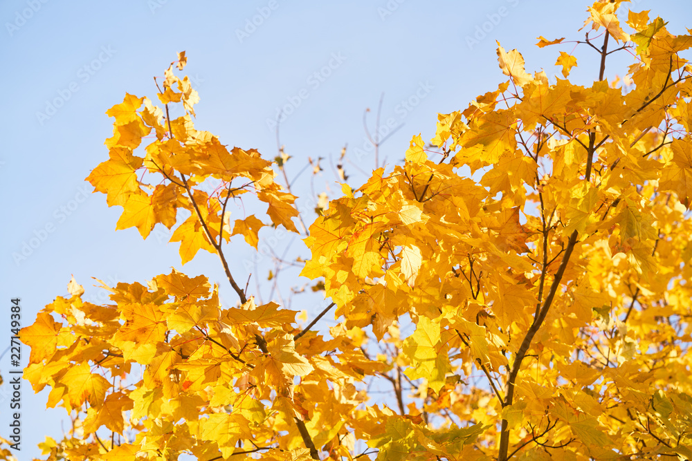 树上的黄叶。天空中的黄色树枝