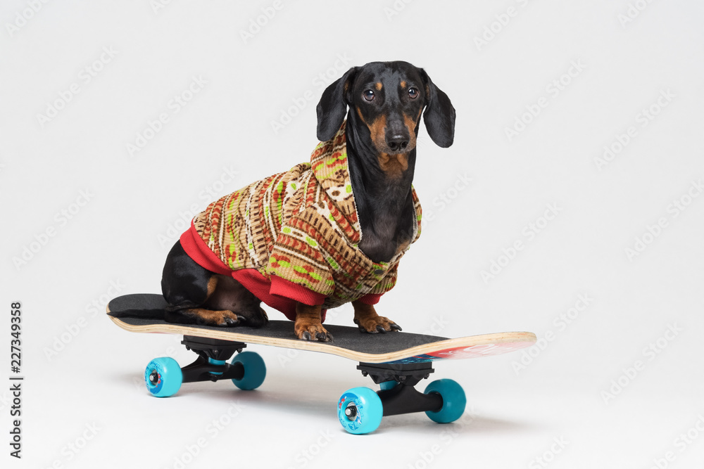 狗种腊肠犬，黑色和褐色，坐在滑板上，穿着彩色毛衣，隔离在灰色上