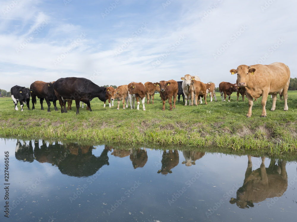 在Houten和Utr附近的荷兰运河的水中倒映着绿色草地上的牛群和小牛