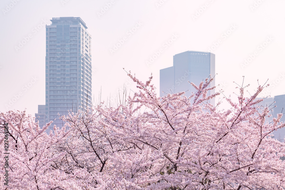 都会の桜