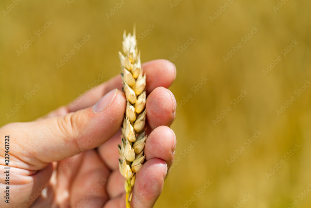 夏天，在田野的背景下，人类手里拿着成熟的小麦茎。农业w