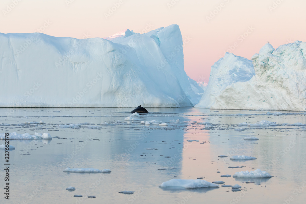 日落时，一头座头鲸在冰川前突破水面的肖像。格雷的迪斯科湾