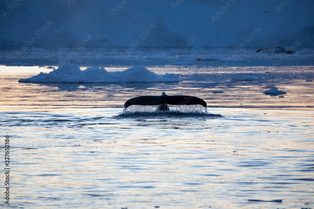 一头座头鲸冲破水面露出尾巴的肖像。格陵兰岛迪斯科湾。