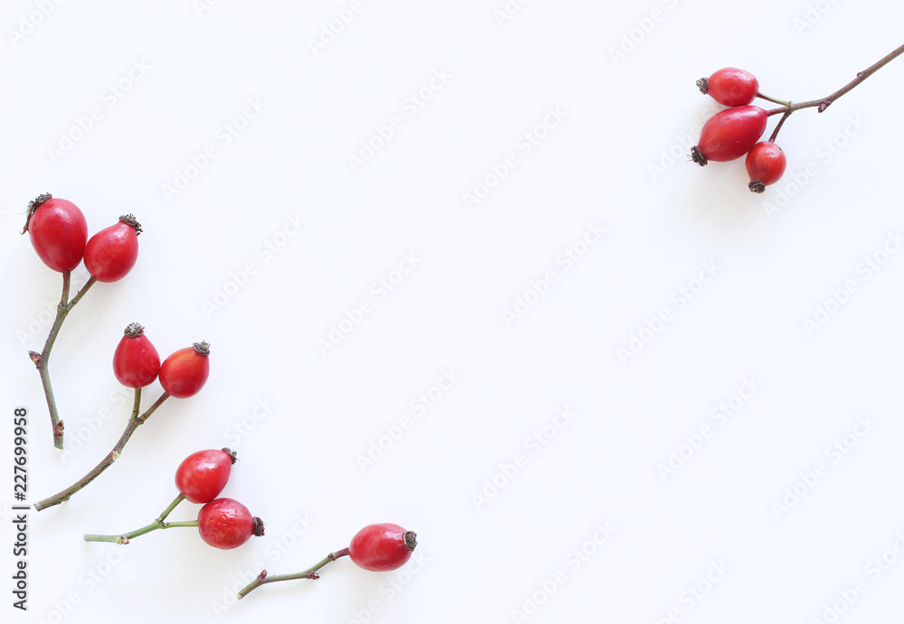 Rose hip berries isolated on white background. Flat lay pattern. Top view.