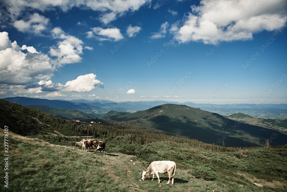三头奶牛在风景如画的高地牧场吃草。美丽的莫动植物群