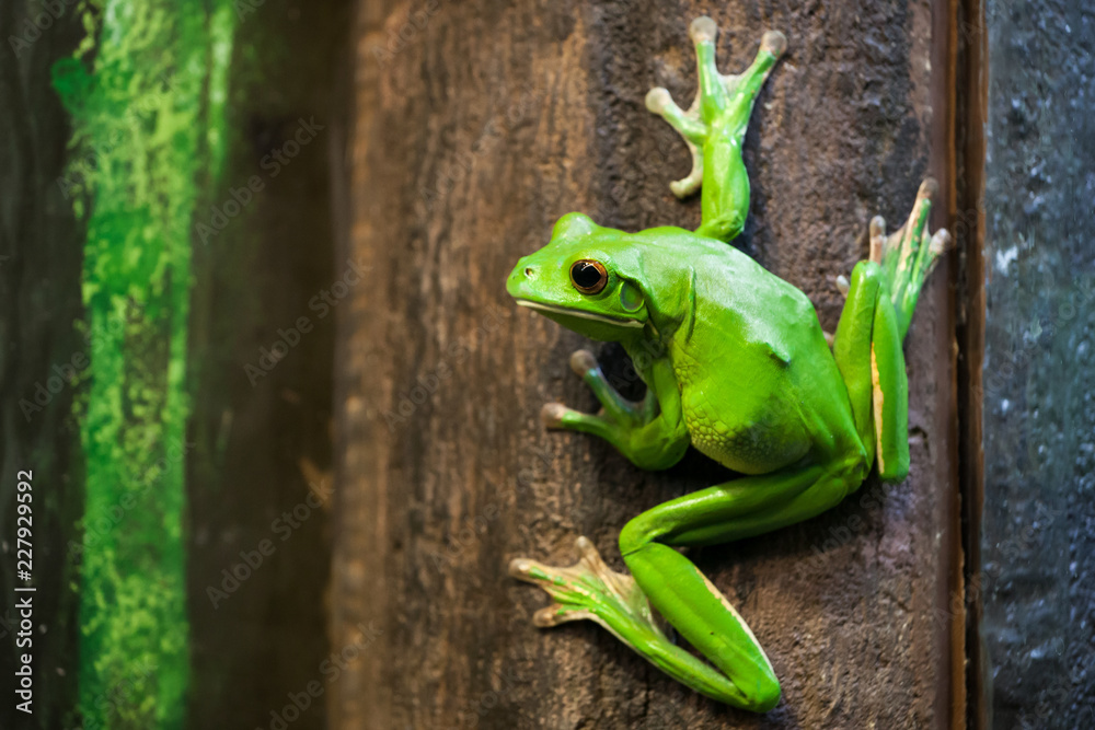 棕色和绿色木质背景上的白唇树蛙。
