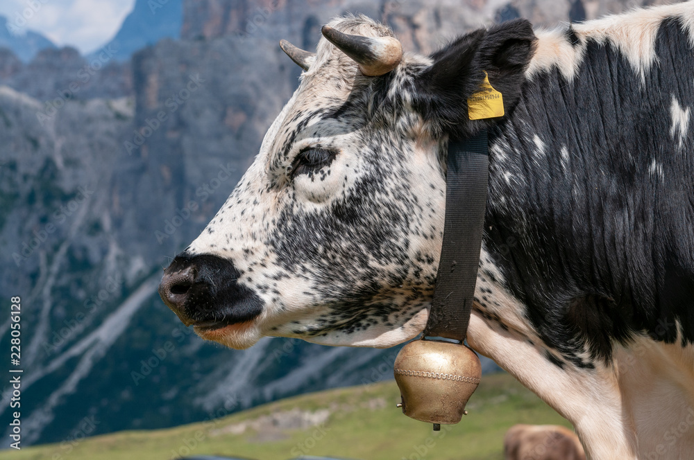穿着传统牛铃的意大利白云石中的威特里克奶牛