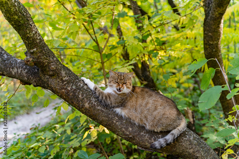 条纹猫躺在树枝上，白天在公园里喵喵叫。特写