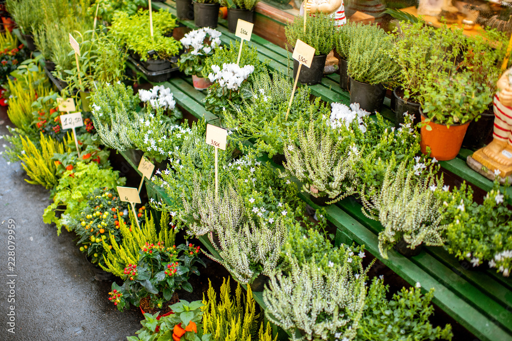 法国市场上花盆里的绿色植物