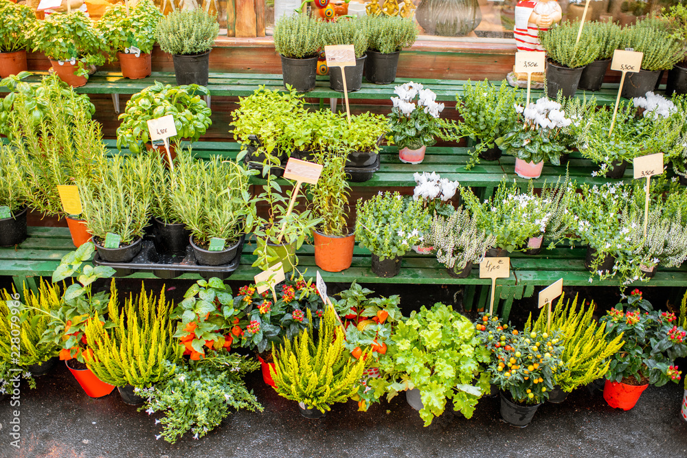 法国市场上花盆里的绿色植物