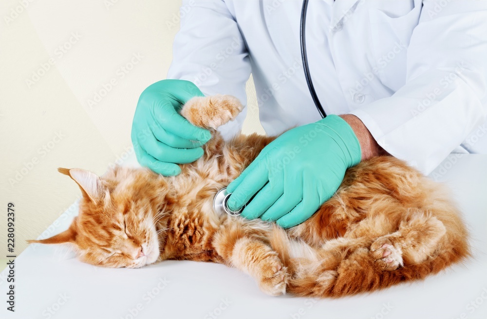 在医院检查的可爱的小红猫