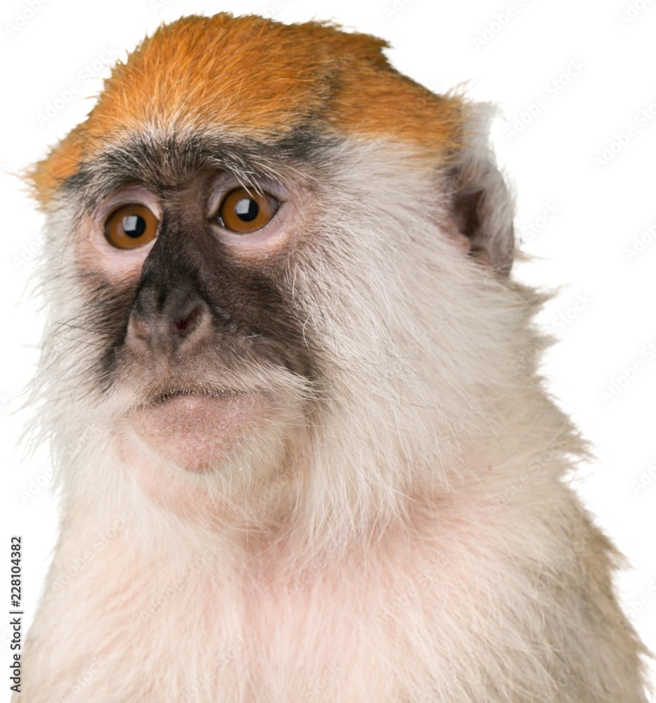 Monkey Close-Up - Isolated