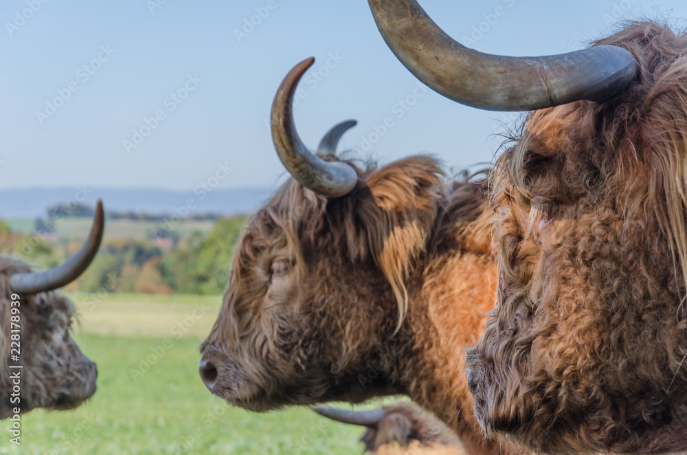 瑞士草地上的苏格兰高地牛群